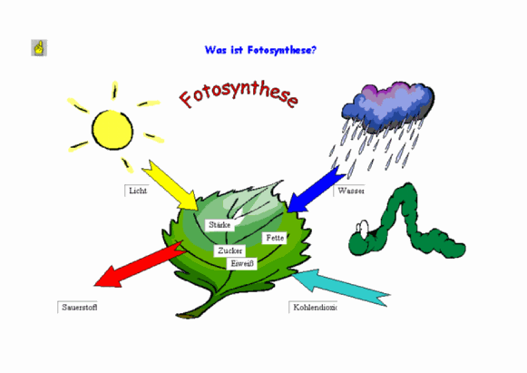Fotosynthese - Neubecks Seiten