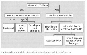 genom_gliederung_uebersicht